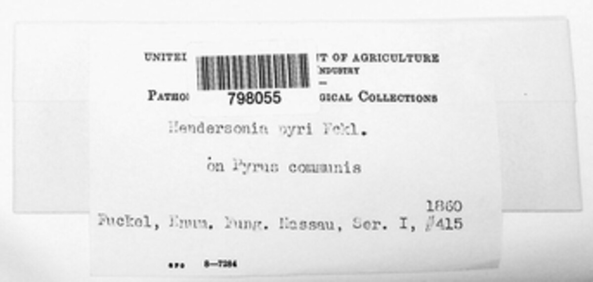 Hendersonia pyri image